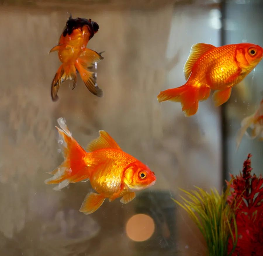 goldfish color-change