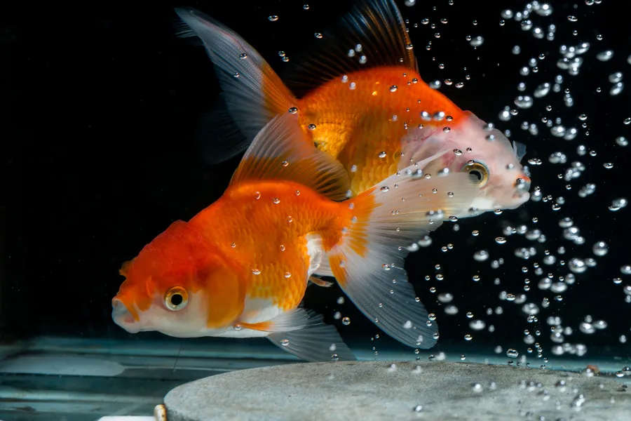 Goldfish Nutrition-right food
