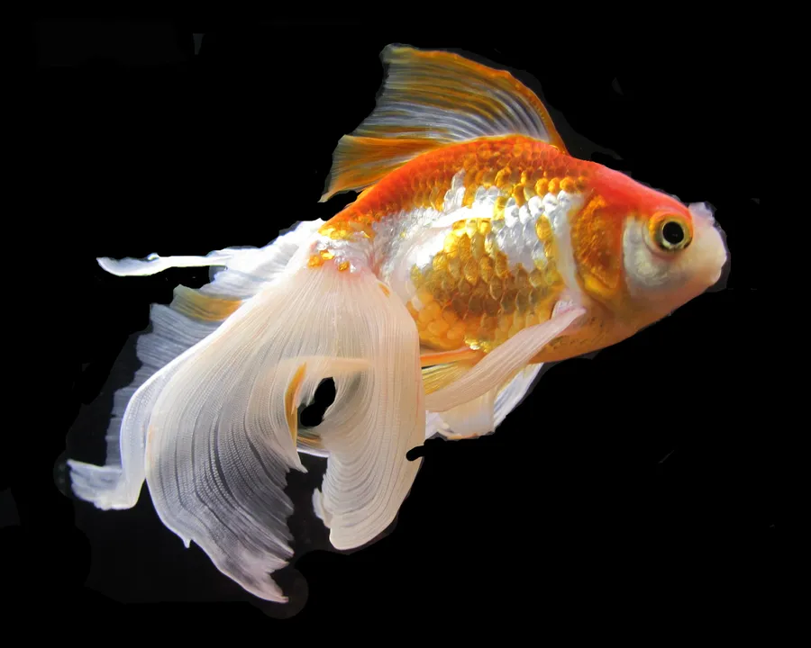 goldfish-growth