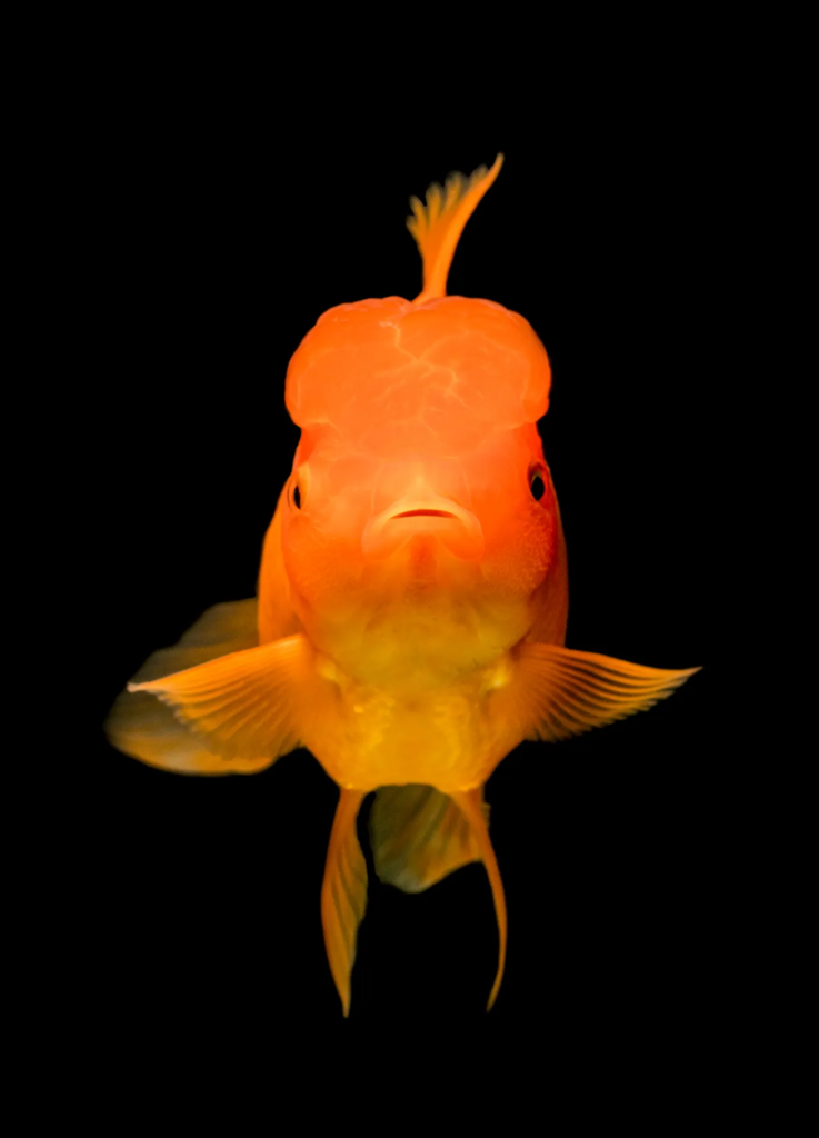 goldfish grow