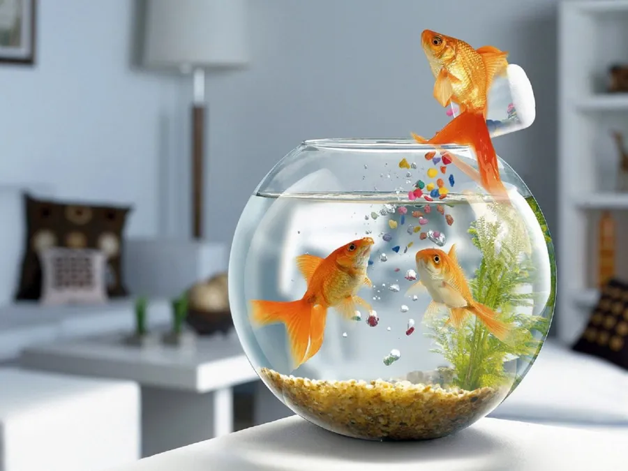 goldfish diet manage