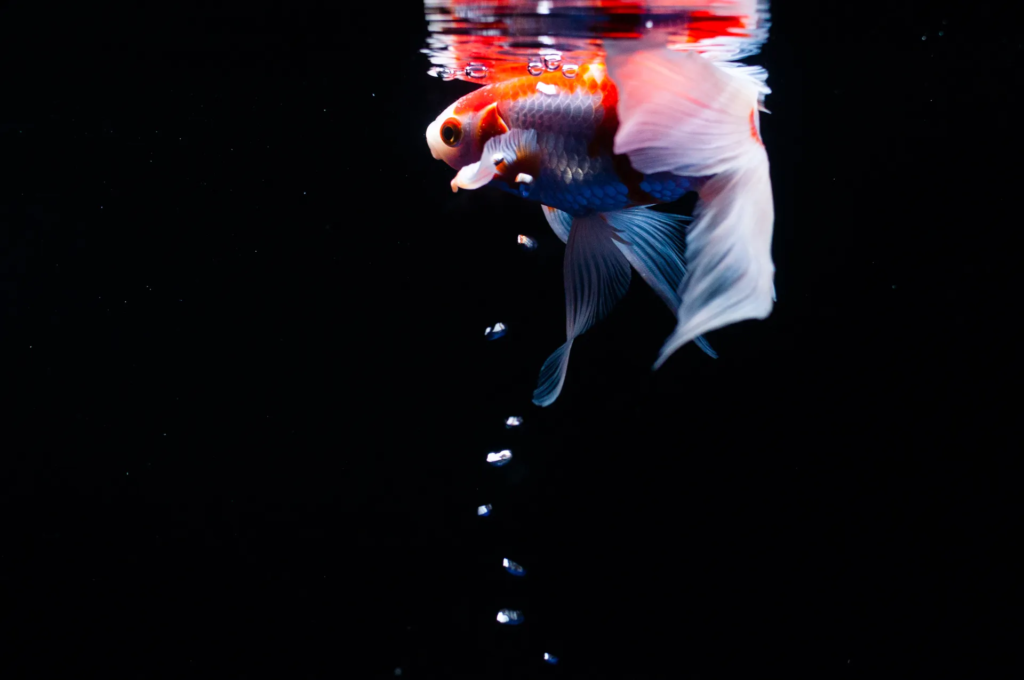 goldfish-water temperature