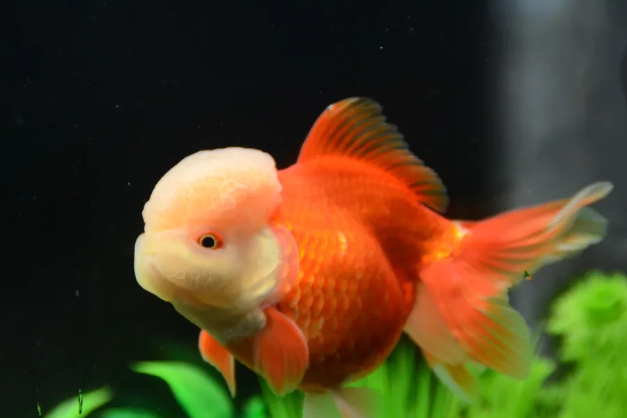 Importance of Mastering Goldfish Growth