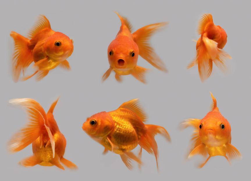 goldfish grow-mistakes