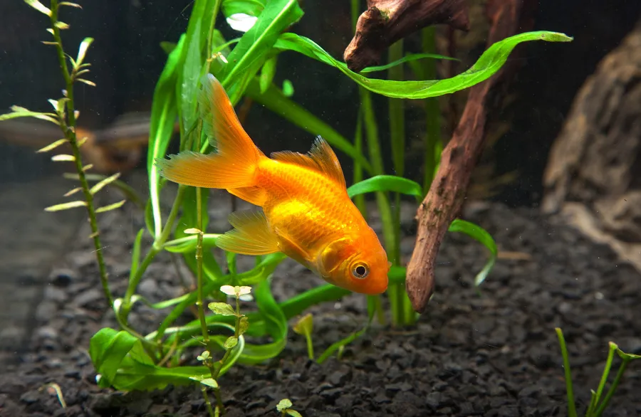 goldfish illness