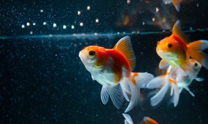 goldfish tanks-expand