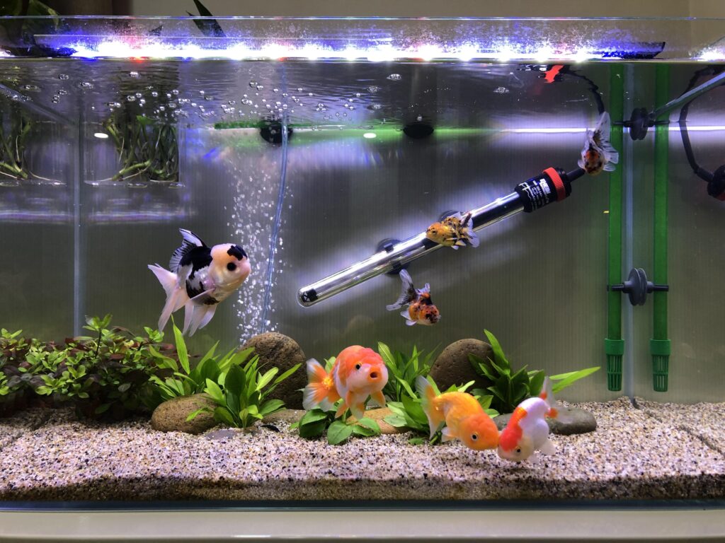 goldfish's color and tank