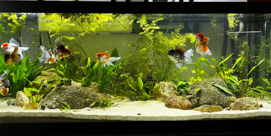 best tanks for goldfish