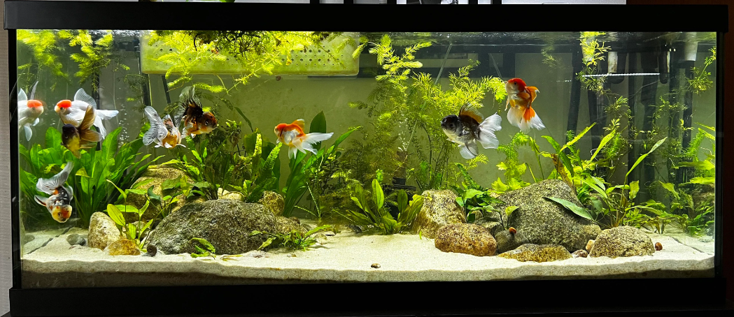 best tanks for goldfish