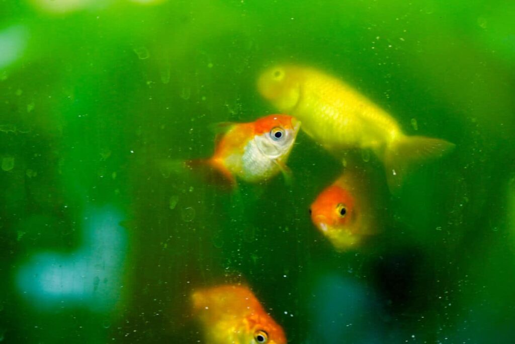 Preventing Algae Bloom in Goldfish Tanks