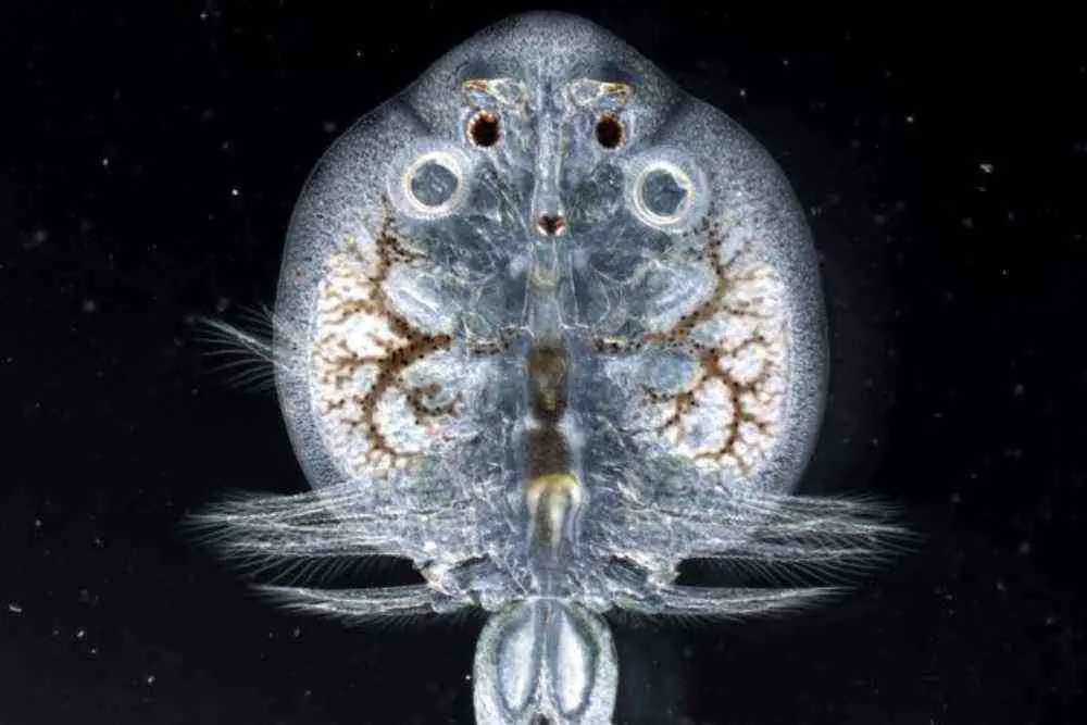 Understanding Fish Lice (Argulus)-goldfish