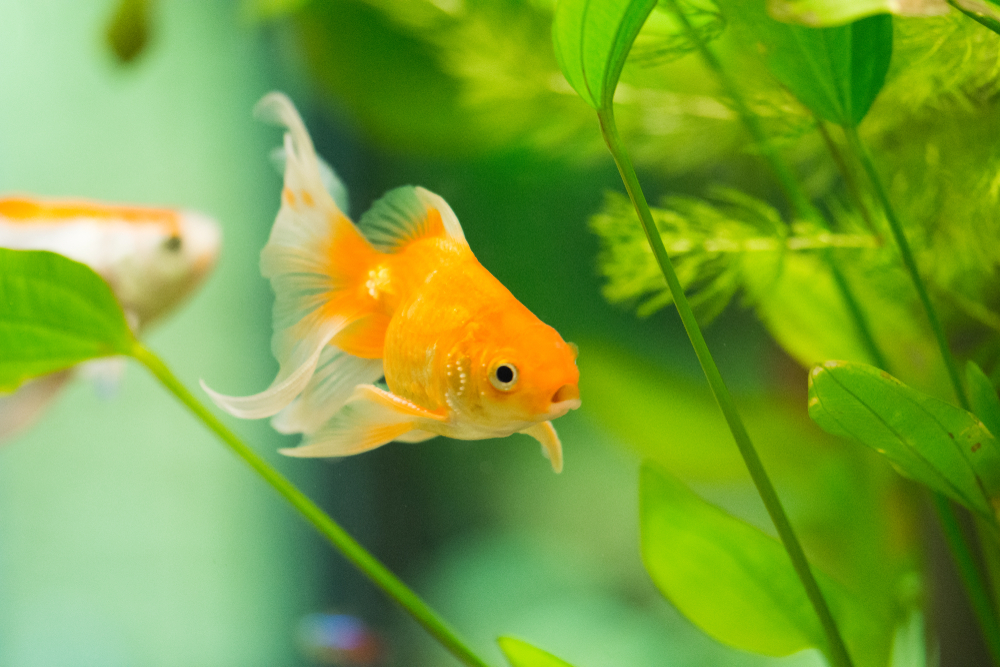 Lymphocystis in Goldfish