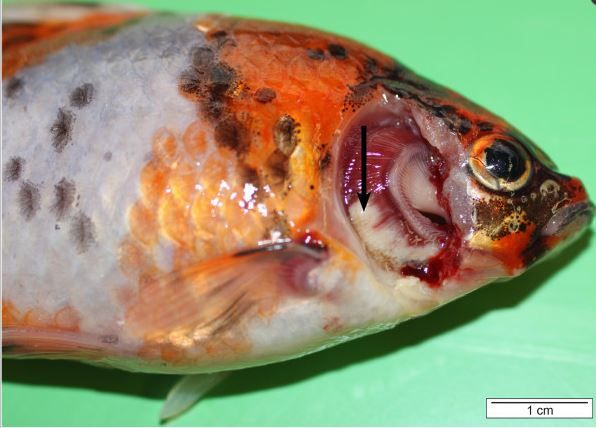 Signs and Symptoms of Columnaris in Goldfish