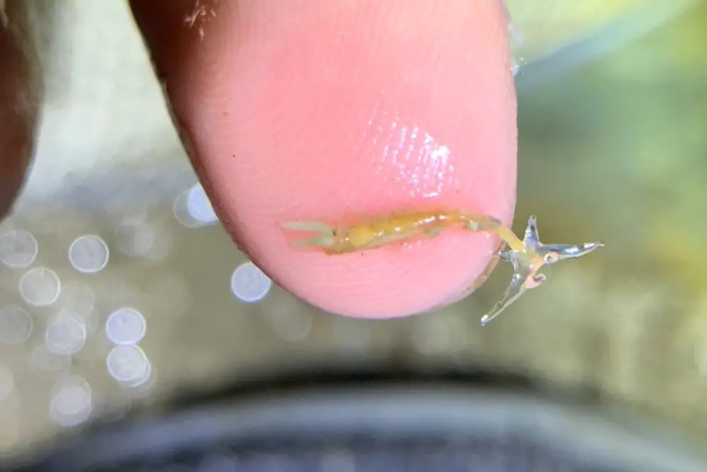 Diagnosing Anchor Worms in Goldfish