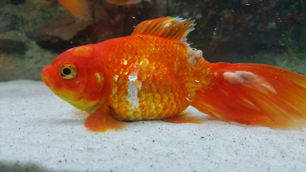 Lymphocystis in Goldfish