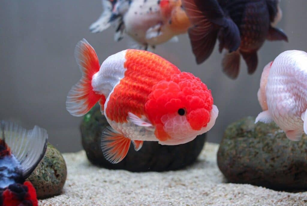 Preventing and Treating Lymphocystis in Goldfish