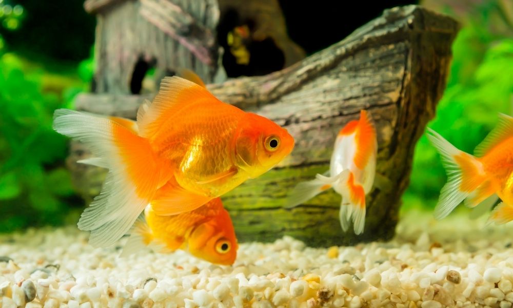 Substrates for Goldfish Health