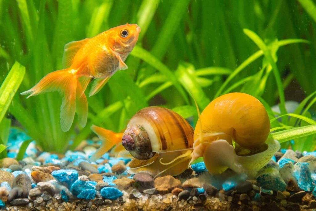 The Algae-Goldfish Tango: Impact on Health and Habitat