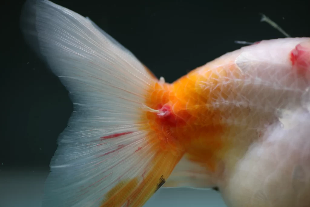 Goldfish and Internal Parasites