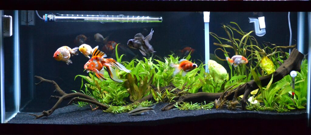 Importance of Proper Lighting in Goldfish Tanks