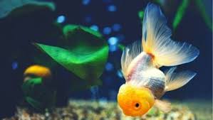 Causes of Cloudy Eye in Goldfish