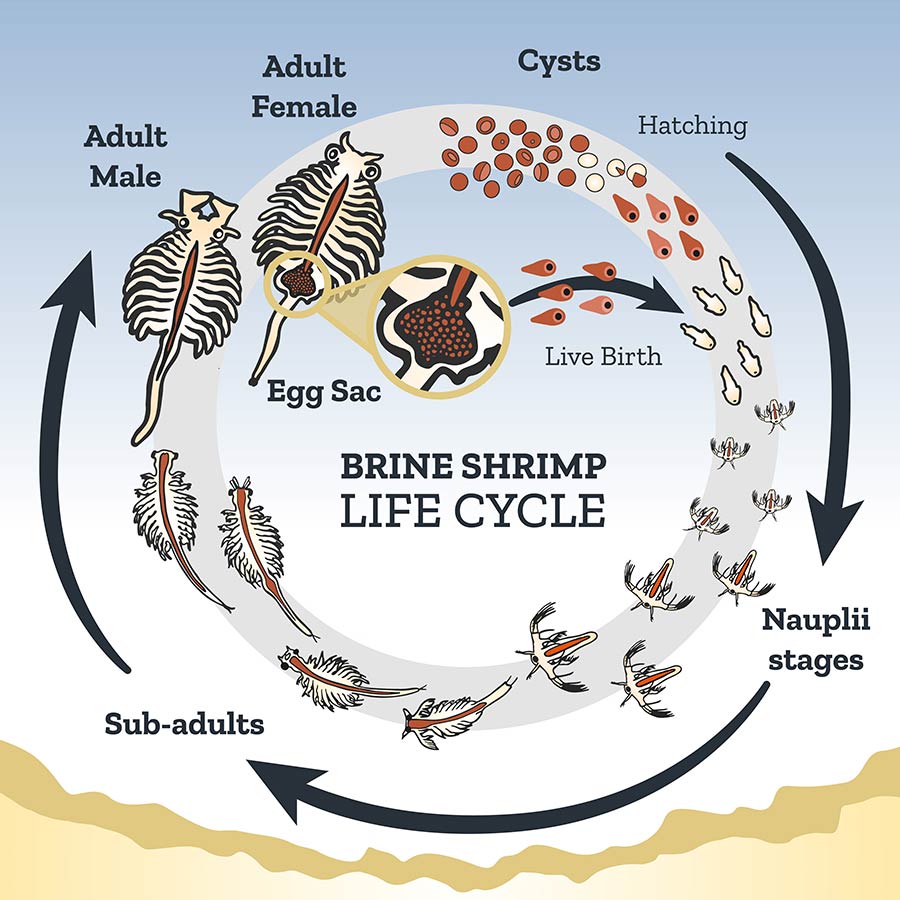Life Cycle of Brine Shrimp