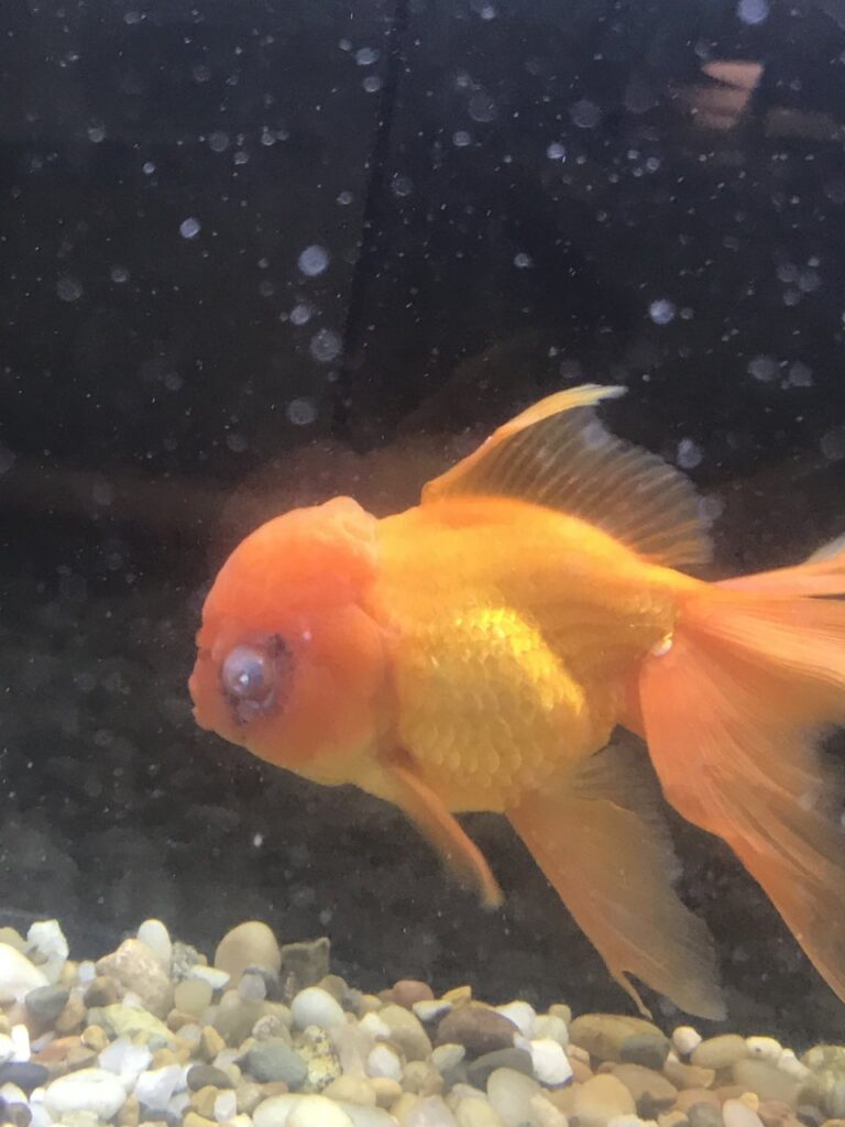 Cloudy Eye in Goldfish