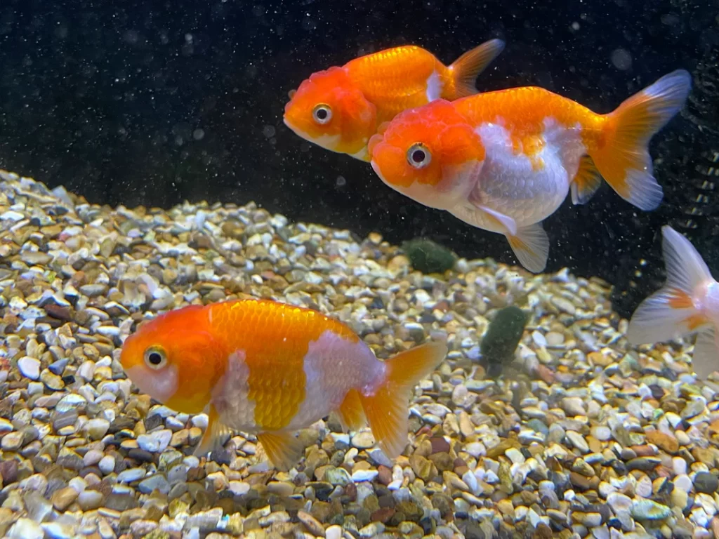 Creating a Goldfish-friendly Environment