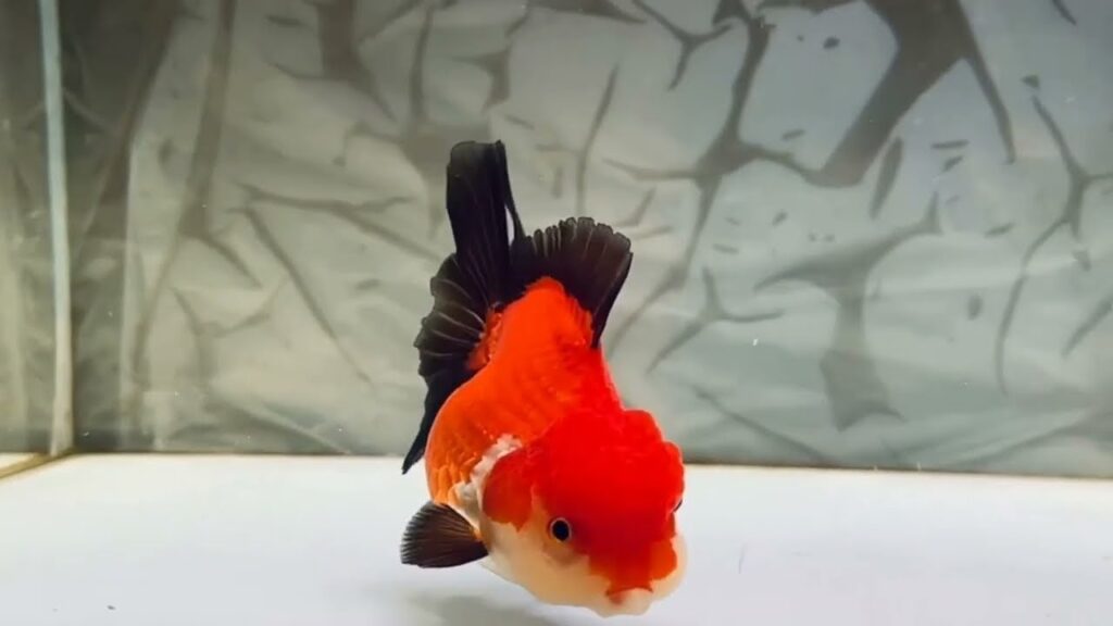 Links Between Goldfish and New Tank Syndrome