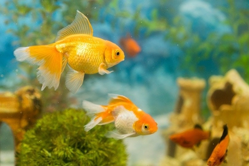 Treating Ammonia Poisoning in Goldfish
