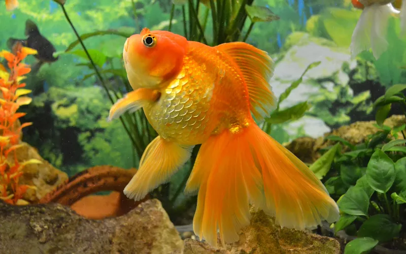 Dropsy in Goldfish