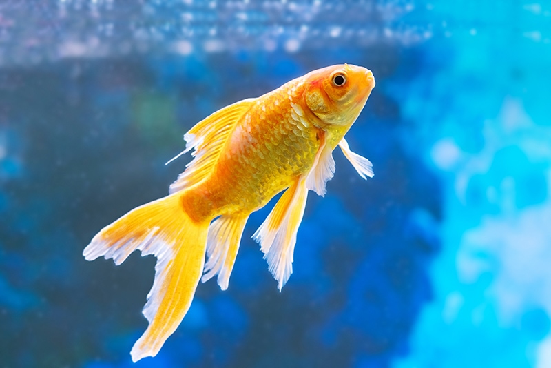 Common Causes of Goldfish Losing Weight