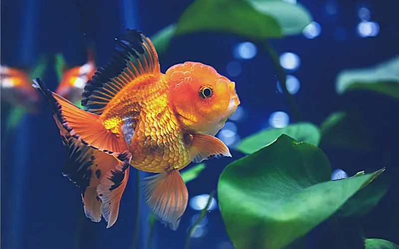 Understanding Goldfish Companionship