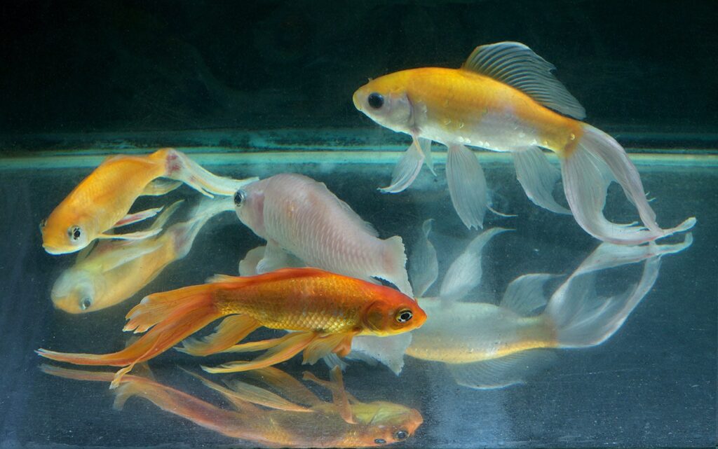 Fish Tuberculosis in Goldfish