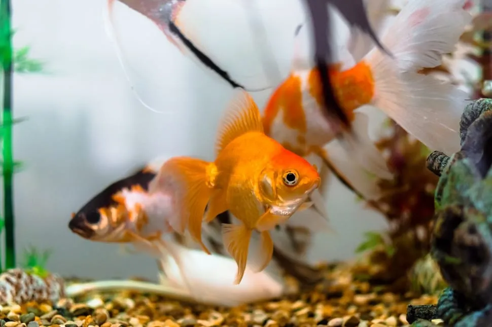 Fixing a Troubled Goldfish Tank