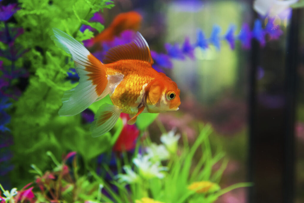 Treating of Internal Parasites in Goldfish