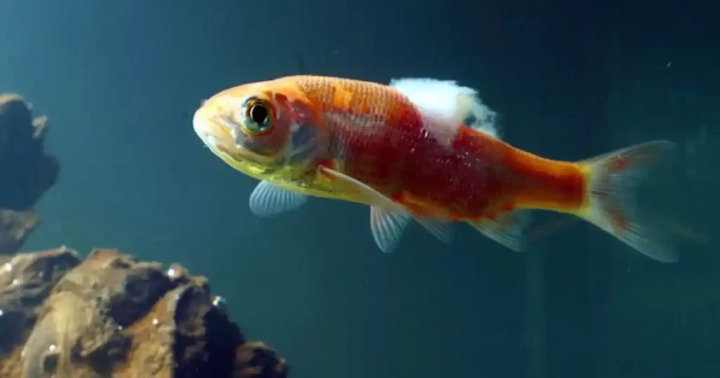 Prevention of Fungus in Goldfish