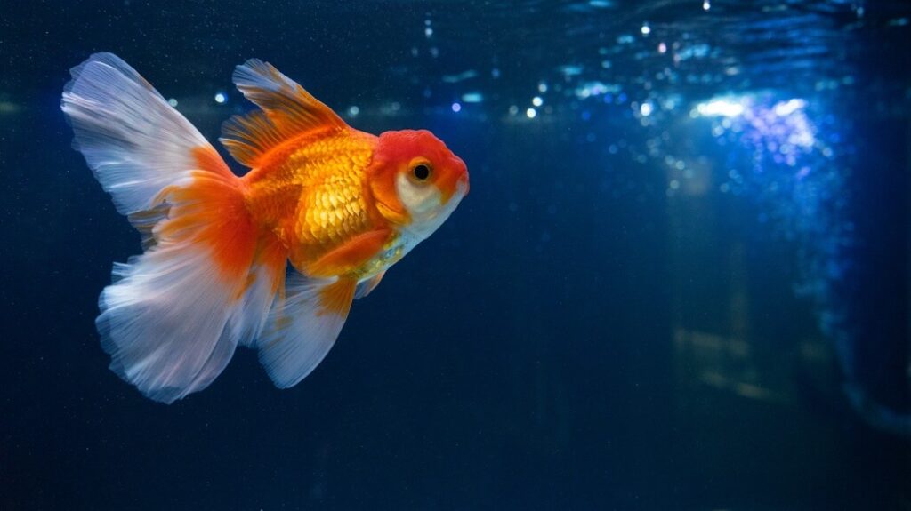 The Truth about Ulcers in Goldfish