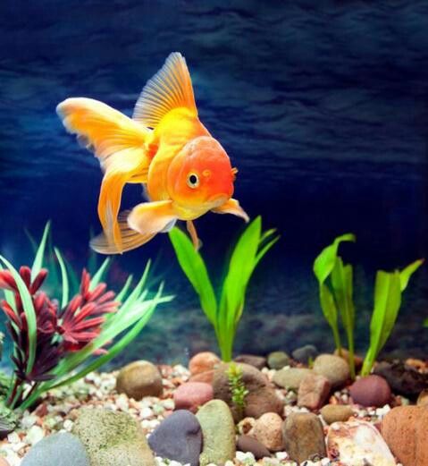 How Often Should You Feed Your Goldfish?