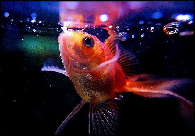 Causes of Ammonia Burns in Goldfish
