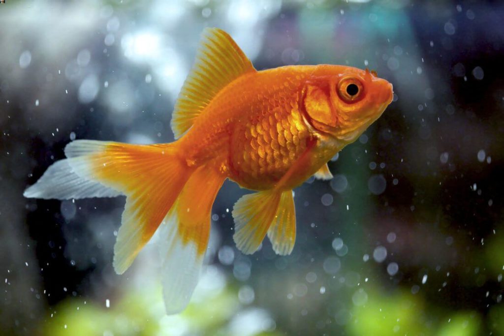 Armoring Up: Boosting Goldfish Health Against Parasites
