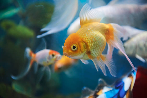 Treating Your Goldfish