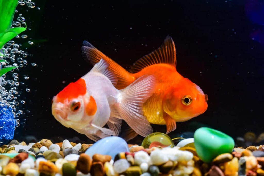 Effects Parasites on Goldfish