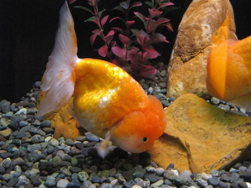 The Mystery of Goldfish Poop