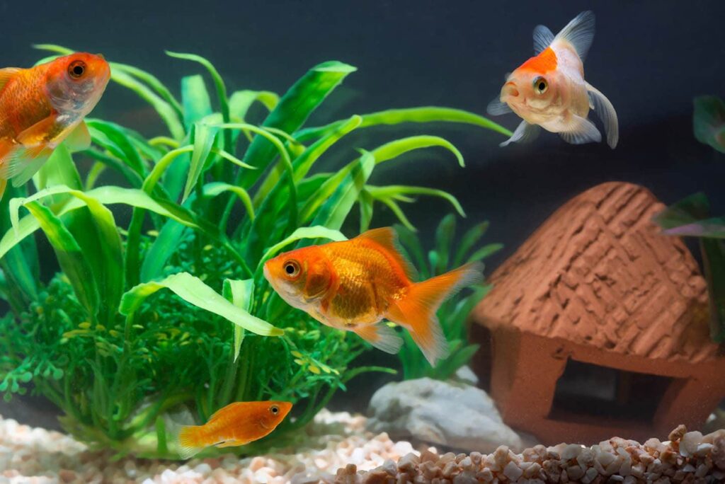 Suitable Goldfish Companions
