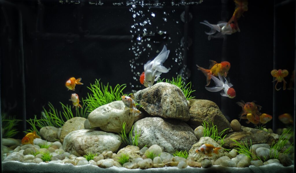Accounts from Goldfish Owners and Aquarists