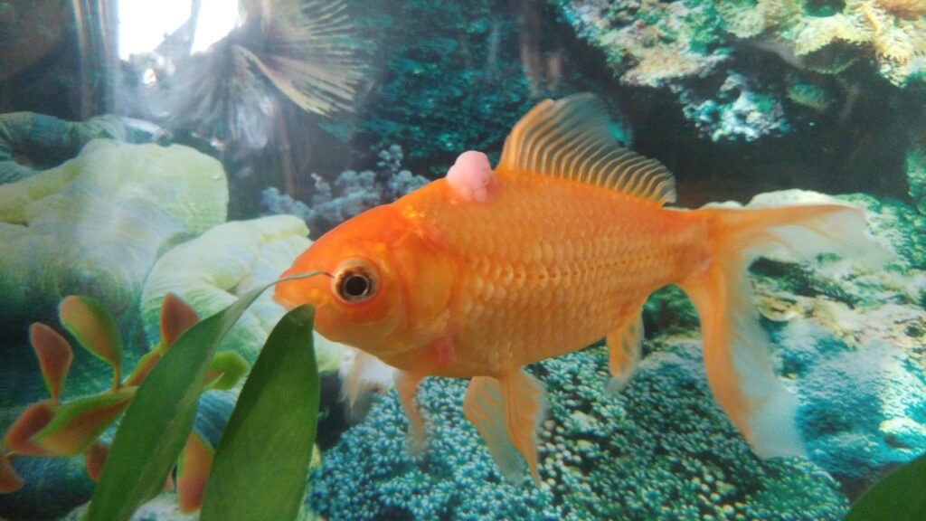 Goldfish Tumors