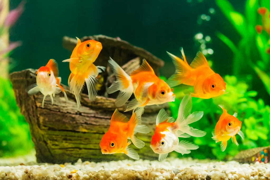 Substrates for Goldfish Tanks