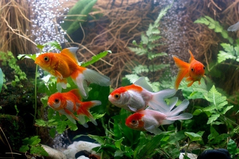 Benefits of Plants for Goldfish