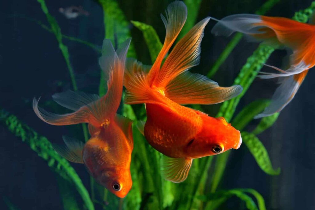 plants for goldfish